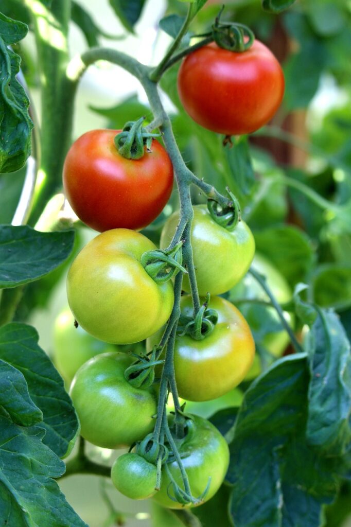 tomatoes, fruits, plant