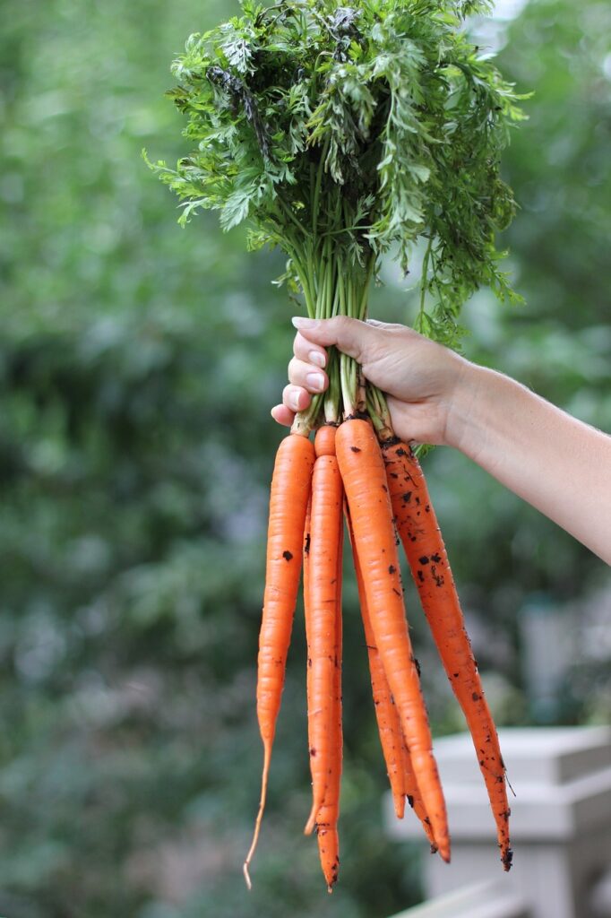 carrots, root vegetables, nature