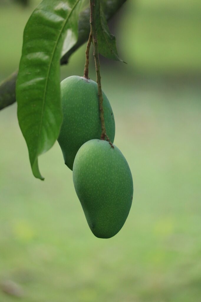 mango, fruits, tree