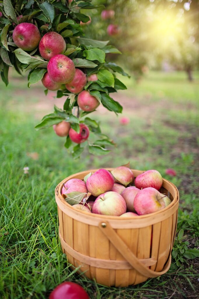 apples, apple orchard, apple picking