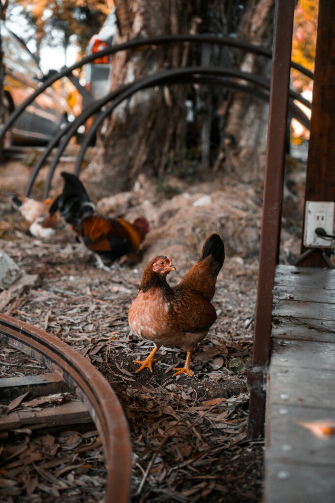 Poultry Farming