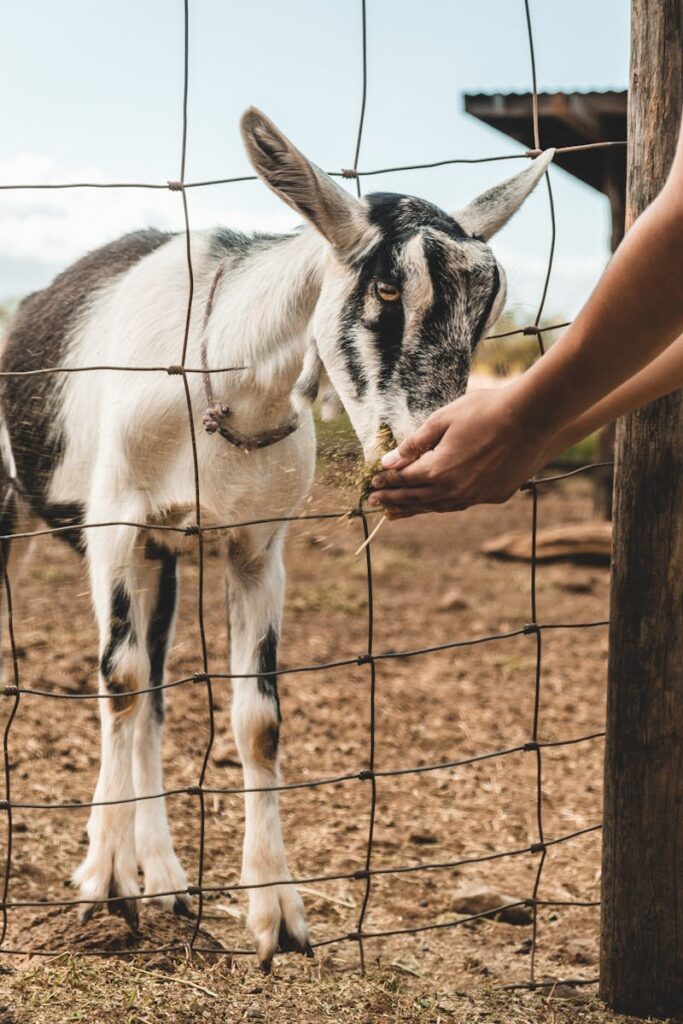 Goat and sheep Farming