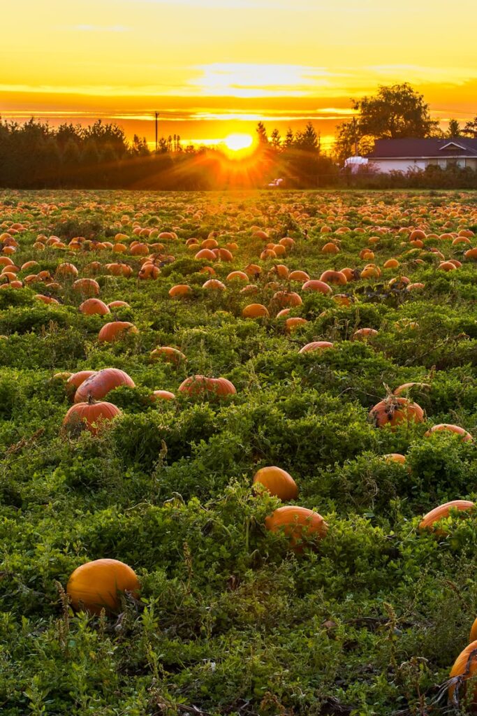 A vibrant field of pumpkins at sunset in Maple Ridge, BC, evoking a warm autumn atmosphere.