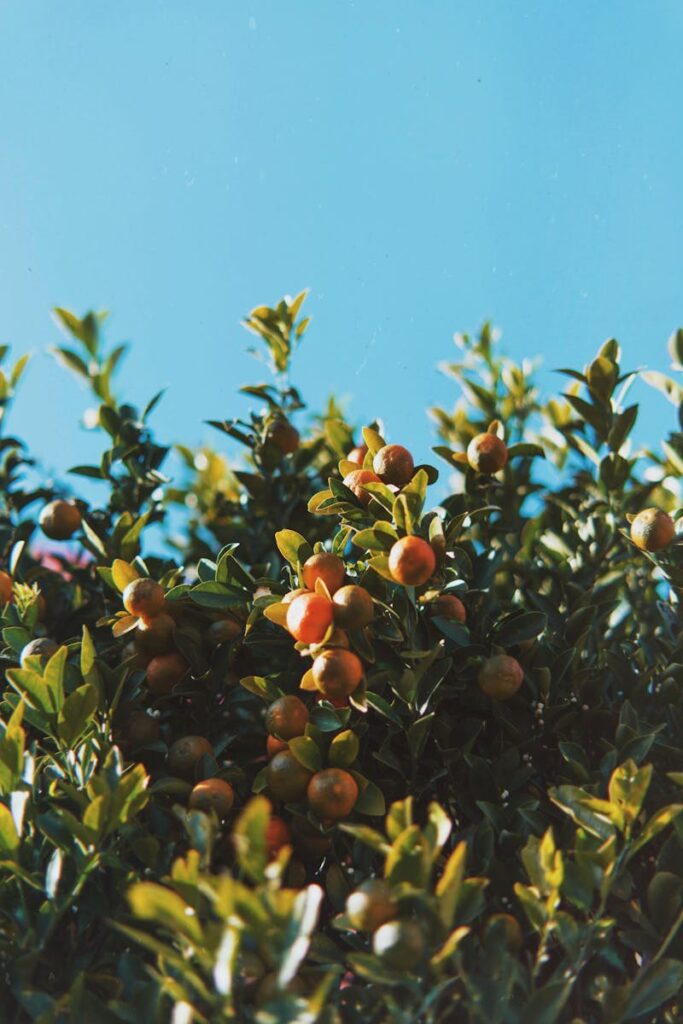 Vibrant orange tree with ripe fruits basking in summer sunlight against a clear blue sky.