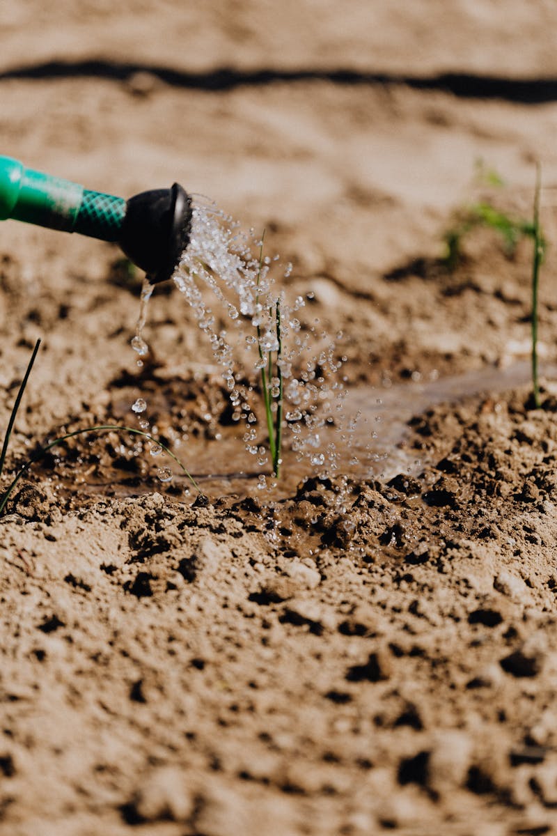 Watering a young plant in a sunlit garden, showcasing growth and care.