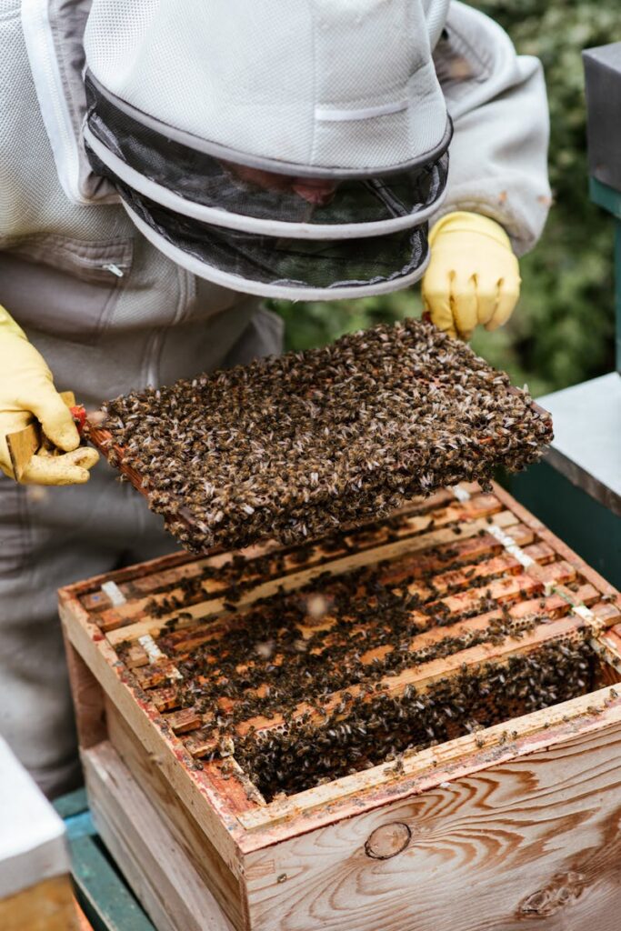 Beekeeper examining honeycomb filled with bees in a rural apiary setting.