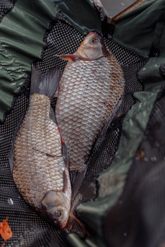 Two freshly caught carp fish displayed in a green fishing net, showcasing detailed scales.