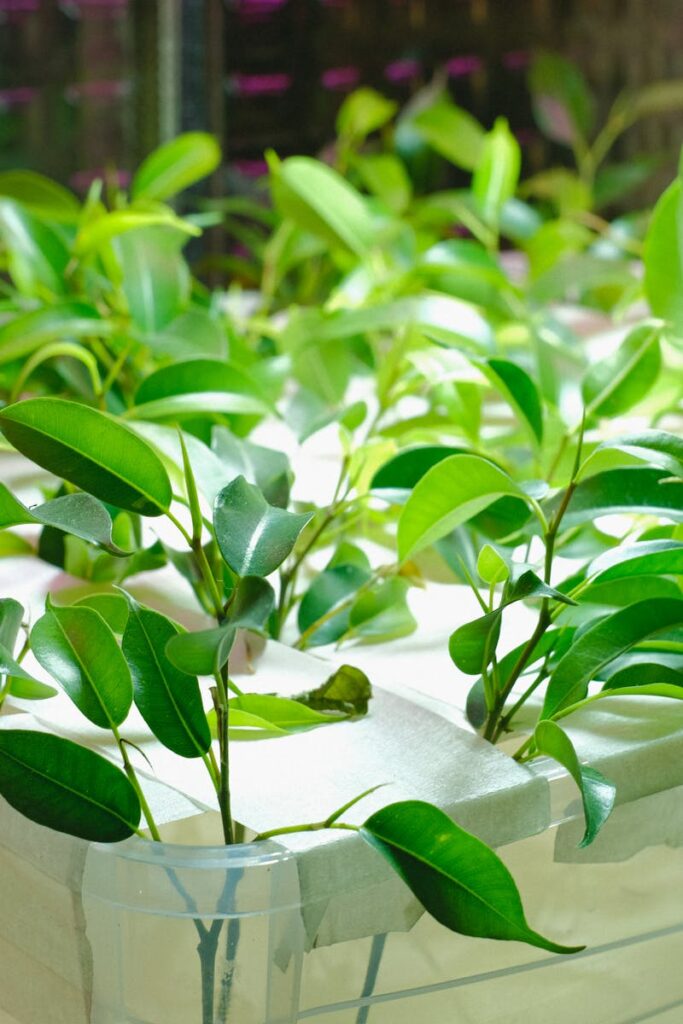 Vibrant green plants thriving in a hydroponic greenhouse. Ideal for sustainable agriculture concepts.