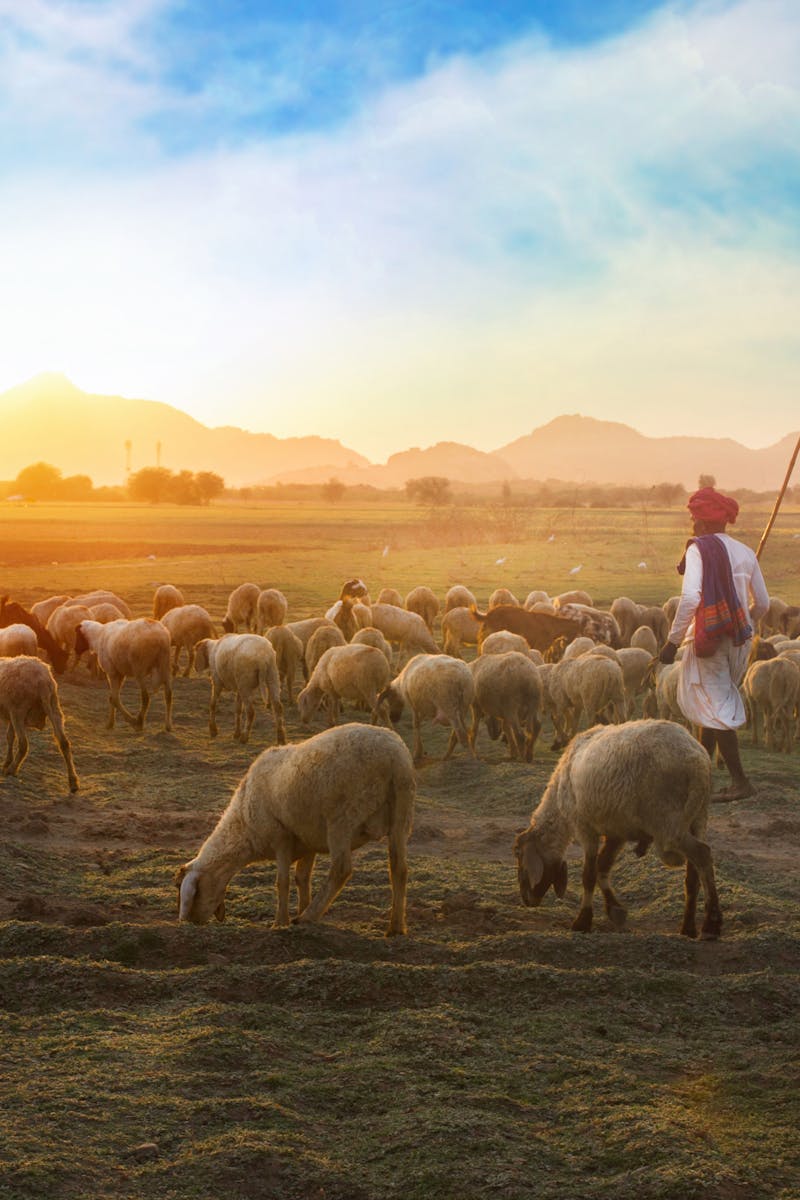 A shepherd guides a flock of sheep in a Rajasthani pasture at sunrise.