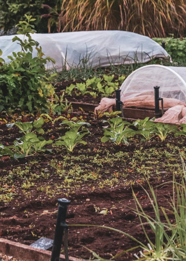 Thriving vegetable garden featuring protective covers and lush plants.