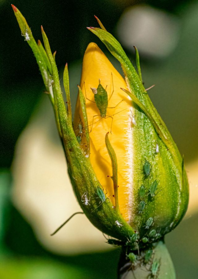 Close-up of green aphids on a yellow flower bud in nature, showcasing insect behavior.