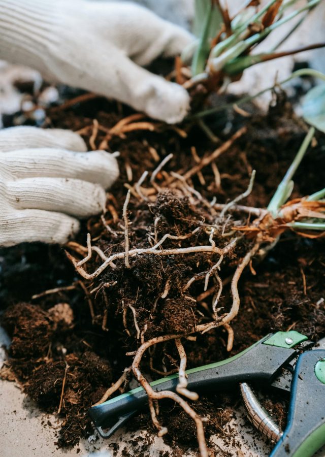 Close-up of hands with gloves replanting seedlings with roots in rich soil.